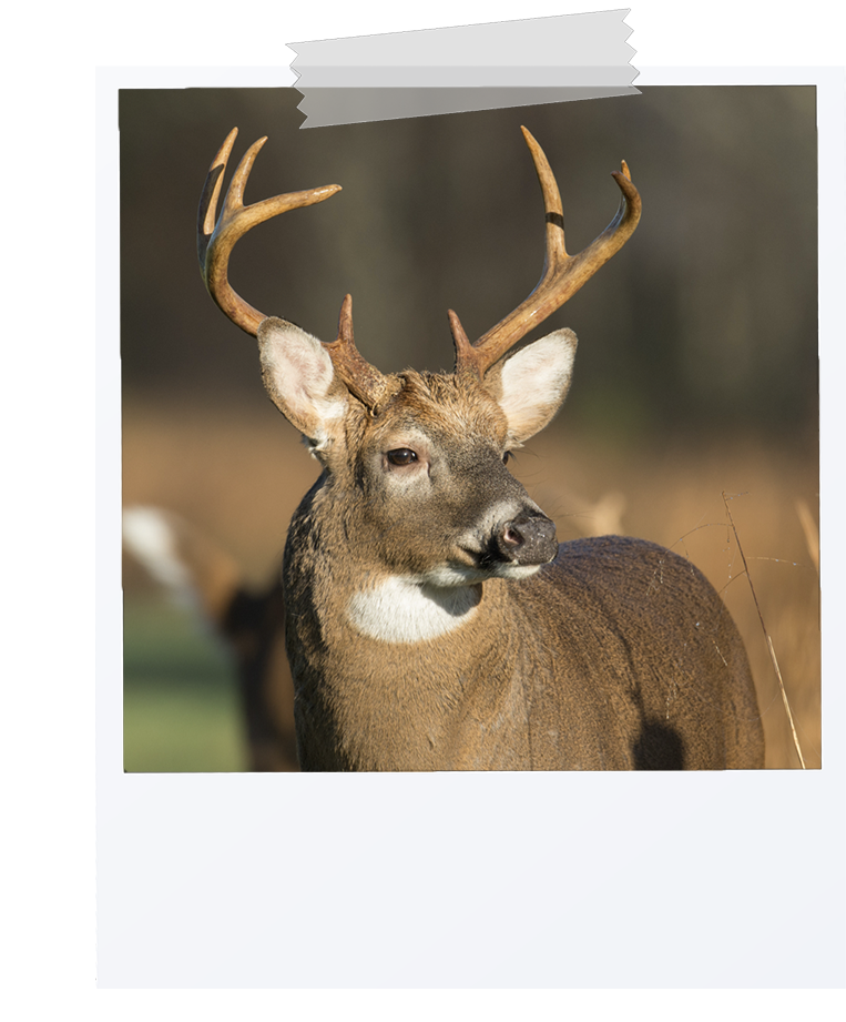 picture of a deer